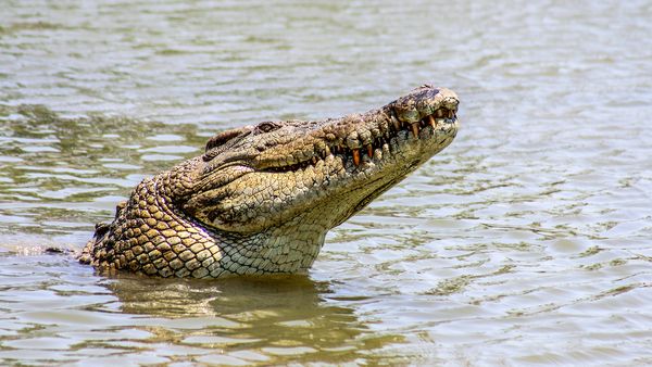 Animal Treasure - Il coccodrillo: pellame degli acquitrini