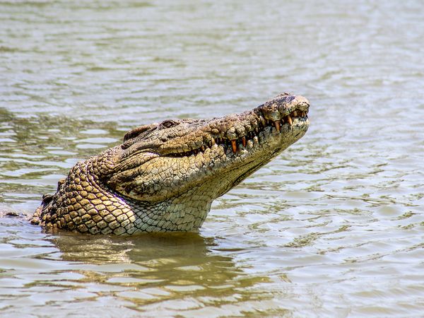 Animal Treasure - Il coccodrillo: pellame degli acquitrini