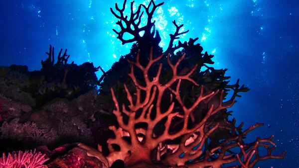 Animal Treasure - Il Corallo: gioiello del mare