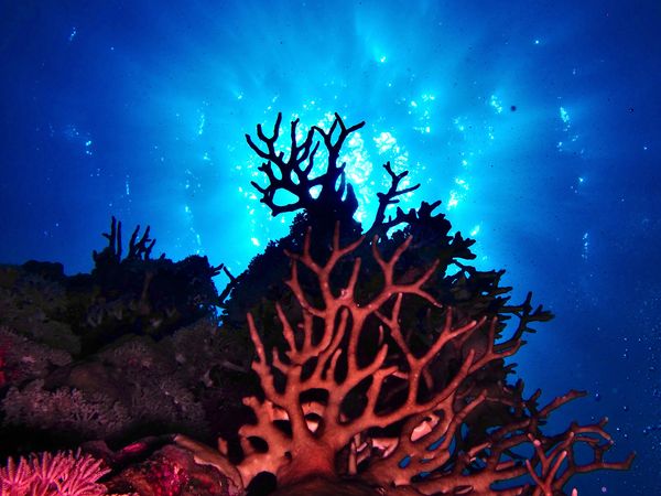 Animal Treasure - Il Corallo: gioiello del mare