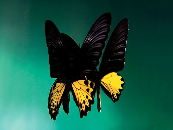 Animal Treasure - Le farfalle: tesori della foresta