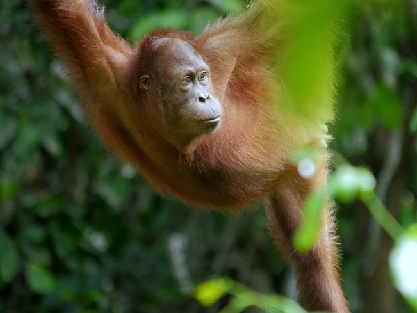 Jungle Planet - The Ancient Jungle: South East Asia & Borneo