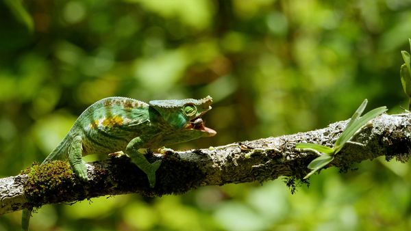 Jungle Planet - Spectres of the Jungle: Madagascar's Rainforest