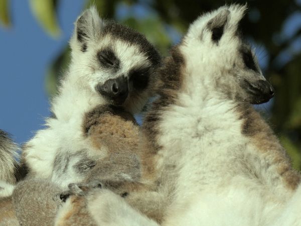Jungle Planet - The Kingdom of the Sun: Madagascar Deciduous Forest
