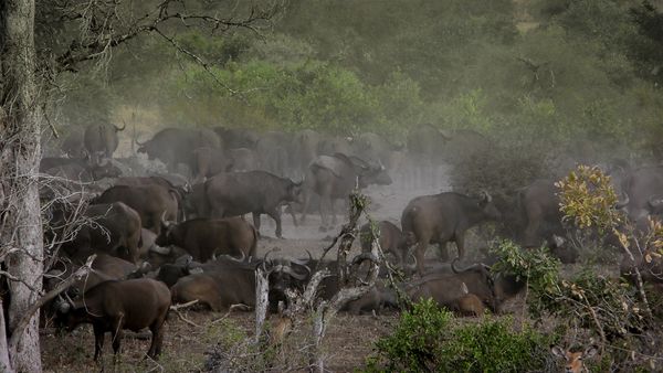 Jungle Planet - The Dark Jungle: Equatorial African Forests