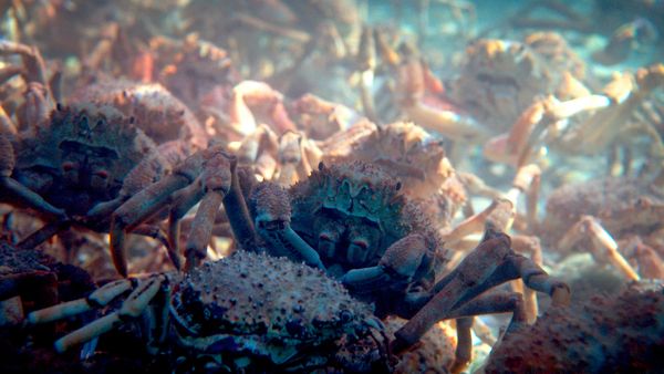 Waffen der Tiere - Unter Wasser