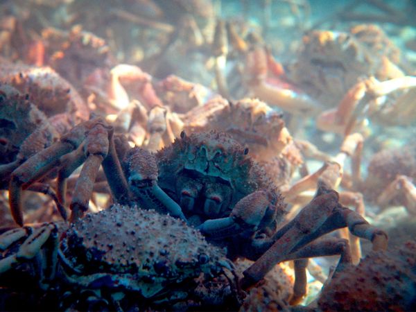Waffen der Tiere - Unter Wasser