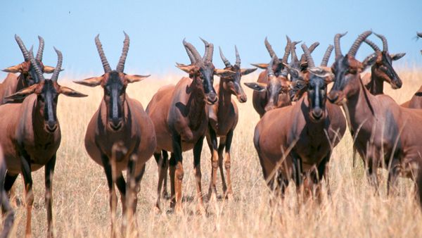 Waffen der Tiere - Offenes Gelände