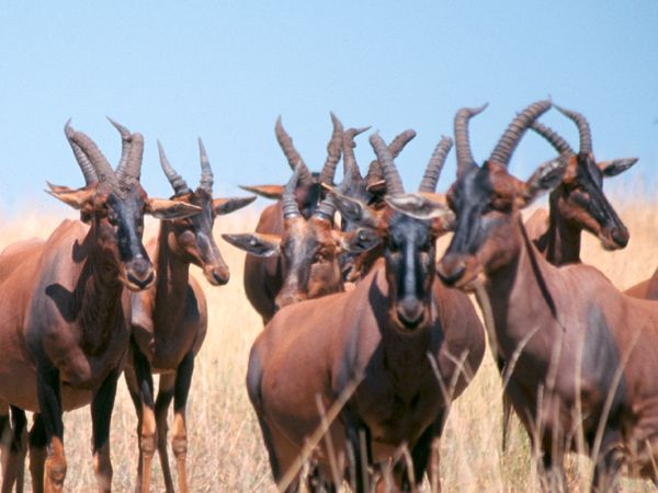 Waffen der Tiere - Offenes Gelände