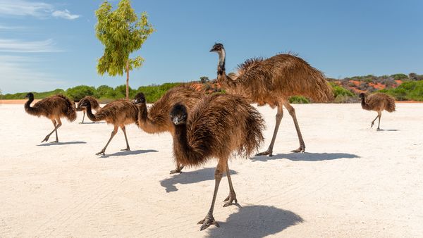 Tierischer Alltag - Episode 6