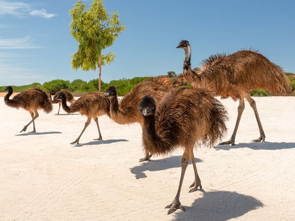 Tierischer Alltag - Episode 6