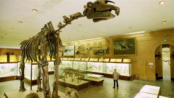 Giganten der Urzeit - Riesenschlange und Mega-Nashorn