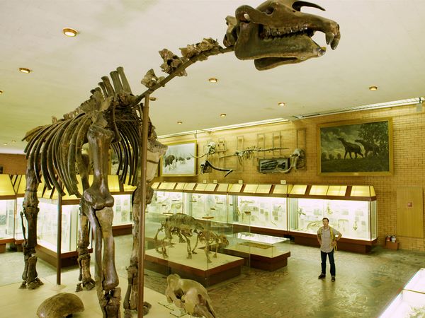 Giganten der Urzeit - Riesenschlange und Mega-Nashorn