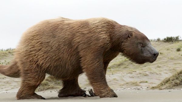 Giganten der Urzeit - Mega-Hai und Riesenfaultier