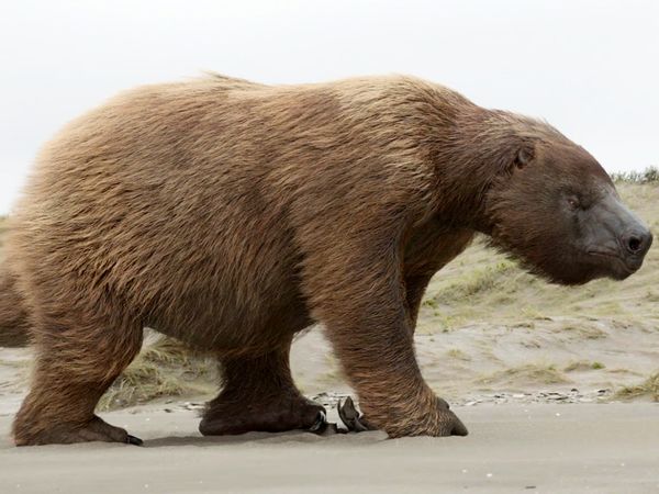 Giganten der Urzeit - Mega-Hai und Riesenfaultier