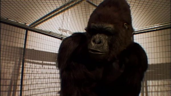 Scare Tactics - Gorilla With A Fist