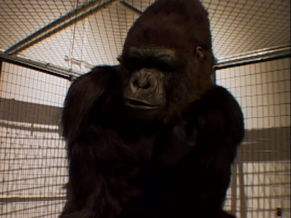 Scare Tactics - Gorilla With A Fist