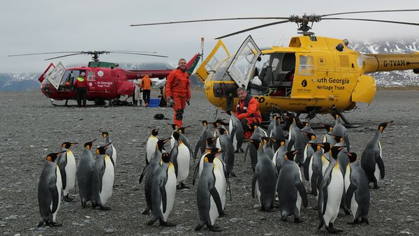Geo-Reportage - Bird Island - Allein unter Pinguinen