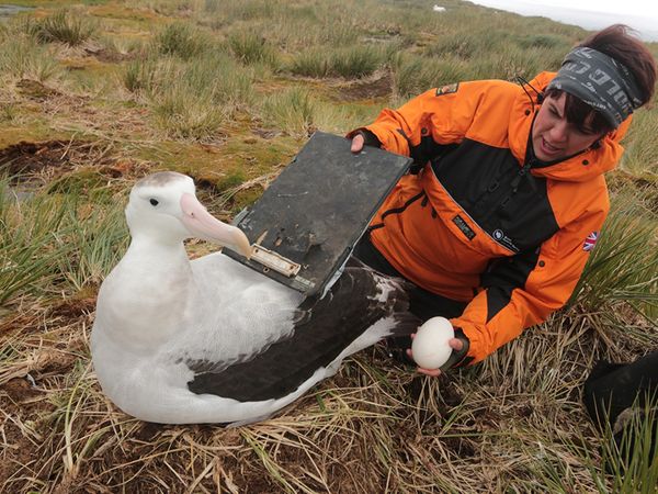 Geo-Reportage - Bird Island - Allein unter Pinguinen