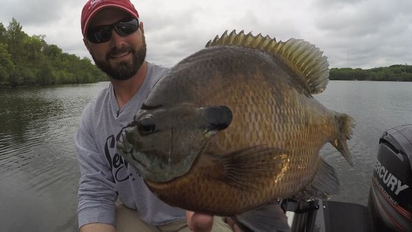 Lindner's Angling Edge - Toppin' 'Gills