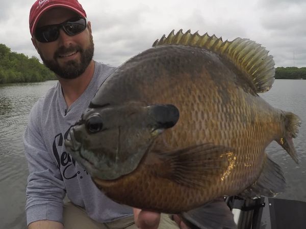 Lindner's Angling Edge - Toppin' 'Gills