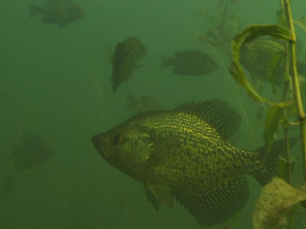 Lindner's Angling Edge - Eagle Lake Musky