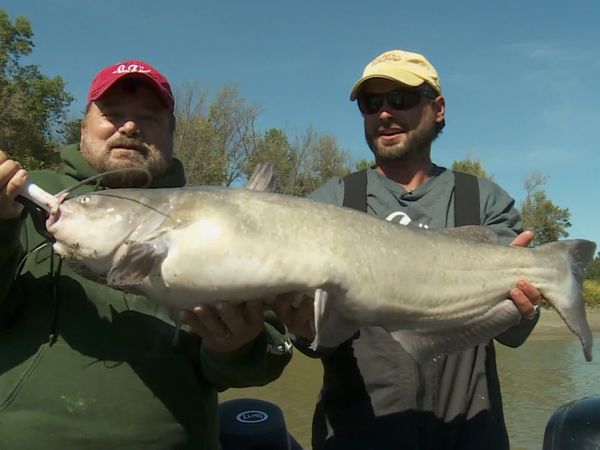 Lindner's Angling Edge - Modern Catfishing