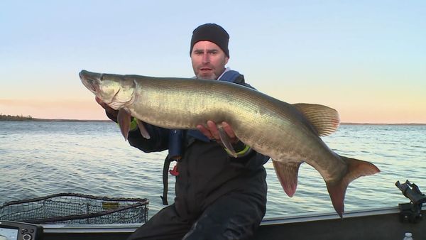Lindner's Angling Edge - Trolling Up Musky