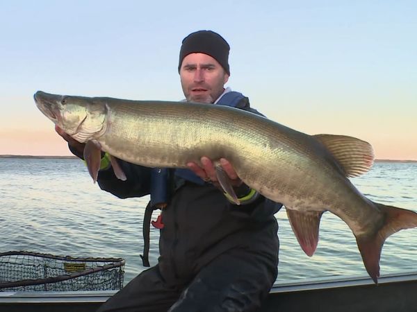 Lindner's Angling Edge - Trolling Up Musky