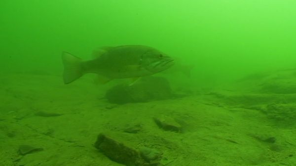 Lindner's Angling Edge - Postspawn Smallies