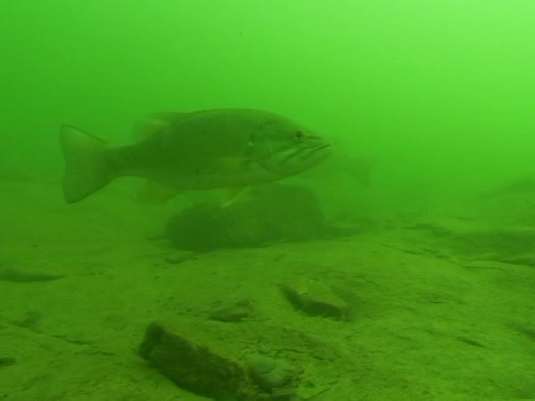 Lindner's Angling Edge - Postspawn Smallies