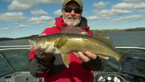 Lindner's Angling Edge - Vermilion Walleye