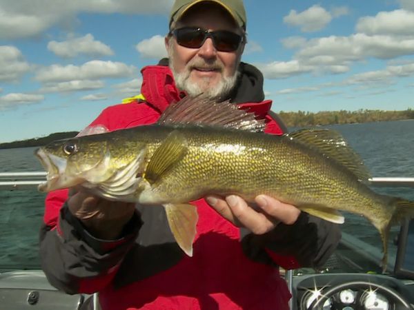Lindner's Angling Edge - Vermilion Walleye