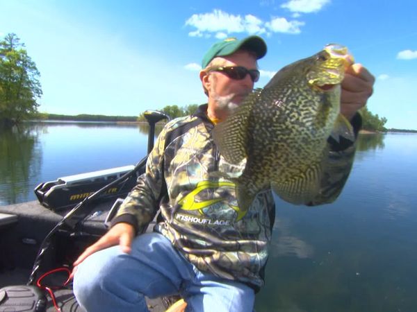 Lindner's Angling Edge - Fishes' Basic Nature