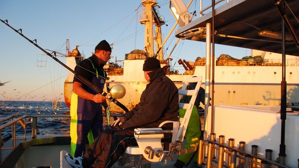 Gone Fishin - Bay of Islands