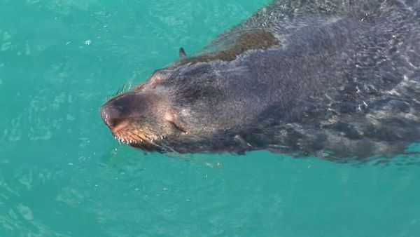Gone Fishin - Queen Charlotte Sound - Part 1