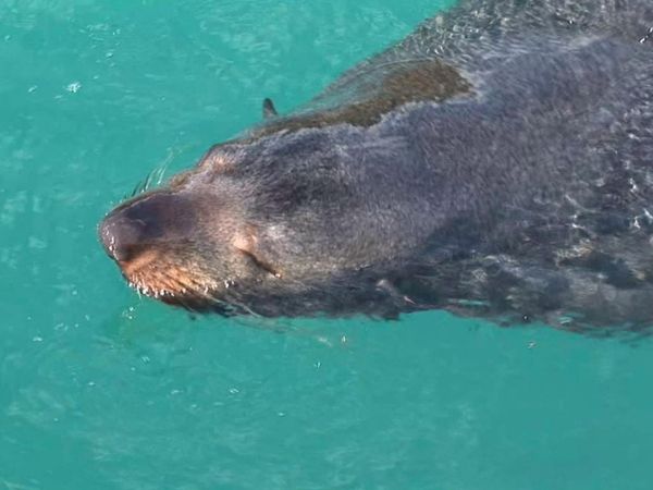 Gone Fishin - Queen Charlotte Sound - Part 1