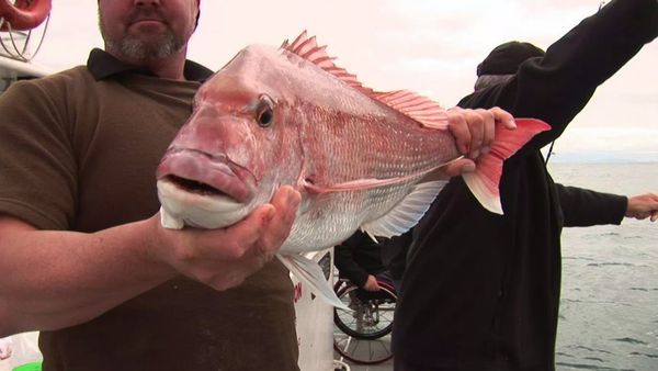 Gone Fishin - Diversity