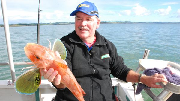 Gone Fishin - Coromandel Softbaits