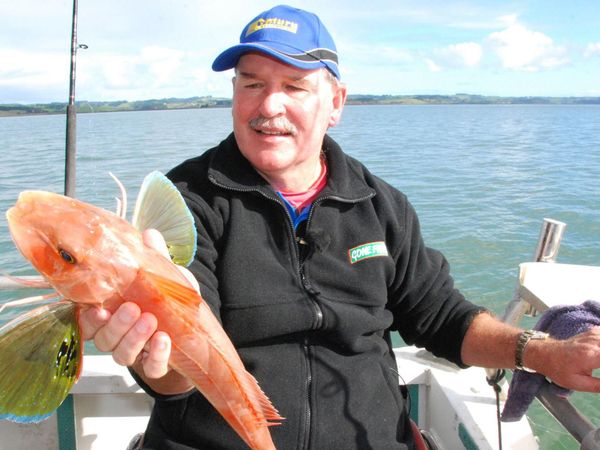 Gone Fishin - Coromandel Softbaits
