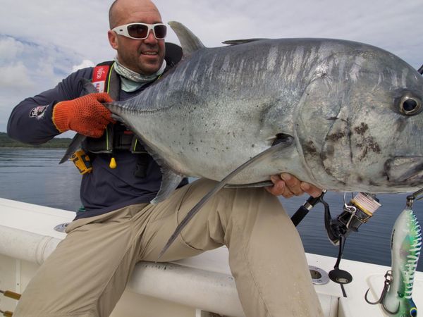 Big Angry Fish - Vanuatu Reefs