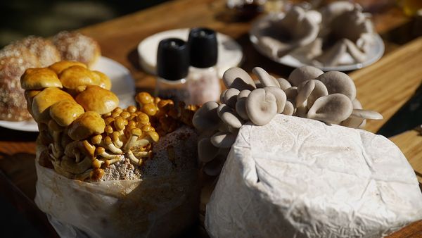 Deutschland grillt - Feuer und Flamme für grenzenlosen Genuss - Fleischlos glücklich - Pilze aus der Edelmanufaktur