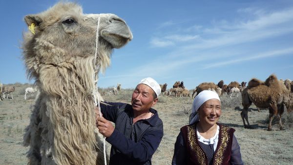 Geo-Reportage - Kamelmilch - Kasachstans Wundermedizin