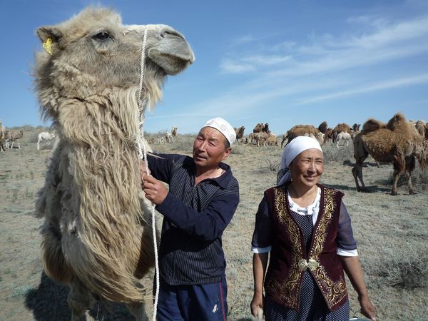 Geo-Reportage - Kamelmilch - Kasachstans Wundermedizin