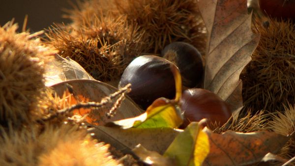 Geo-Reportage - Kastanien - Das Brot der Korsen