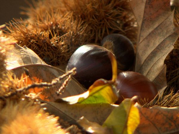 Geo-Reportage - Kastanien - Das Brot der Korsen