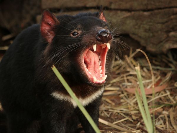 Geo-Reportage - Tasmanien - Sympathie für den Teufel