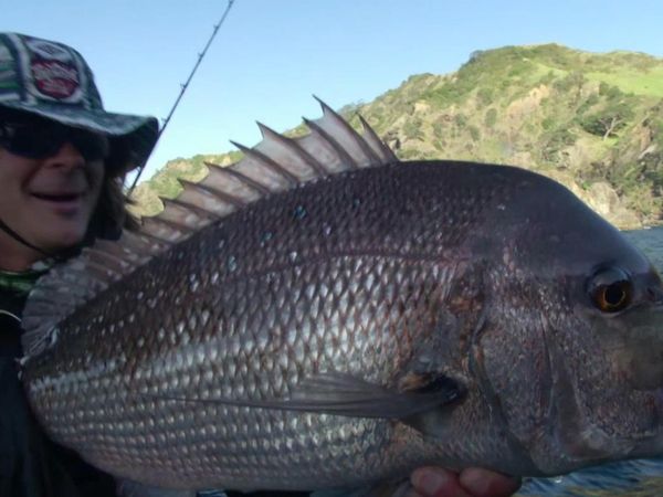 Big Angry Fish - Episode 11