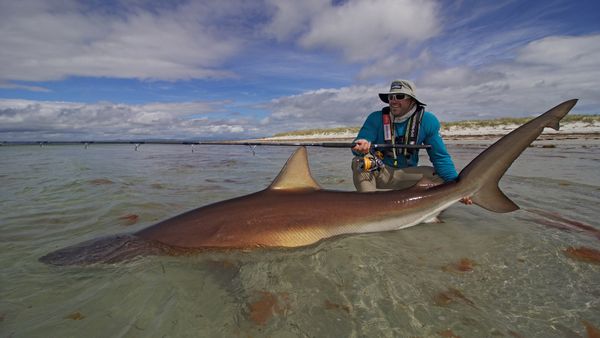 Big Angry Fish - Lubin The Australian