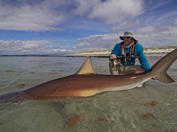 Big Angry Fish - Lubin The Australian